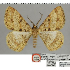 /filer/webapps/moths/media/images/V/virescens_Isturgia_HT_ZSMa.jpg
