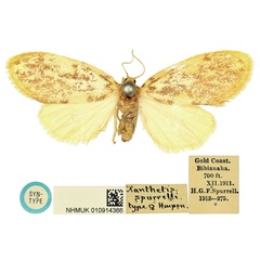 /filer/webapps/moths/media/images/S/spurrelli_Palaeugoa_STF_BMNH.jpg