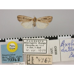 /filer/webapps/moths/media/images/D/dallolmoi_Axylia_PT_BMNH.jpg