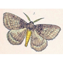 /filer/webapps/moths/media/images/D/despecta_Lichenopteryx_HT_Felder_1874_95-5.jpg