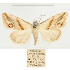 /filer/webapps/moths/media/images/E/exigua_Eublemma_AM_BMNH_02.jpg