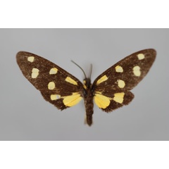 /filer/webapps/moths/media/images/R/ratovosoni_Thyrosticta_A_BMNH.jpg