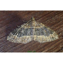 /filer/webapps/moths/media/images/M/malgassa_Xanthorhoe_A_Bippus.jpg