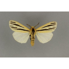 /filer/webapps/moths/media/images/I/internigralis_Estigmene_AM_BMNH.jpg