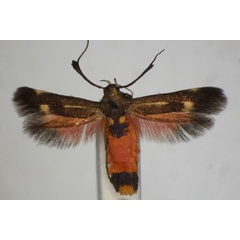/filer/webapps/moths/media/images/S/scatospila_Eretmocera_A_BMNH_02.jpg