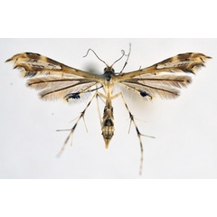 /filer/webapps/moths/media/images/A/anisodactylus_Sphenarches_A_NHMO_01.jpg