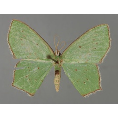 /filer/webapps/moths/media/images/U/usiura_Lophorrhachia_A_ZSM_01.jpg