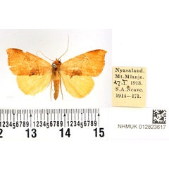 /filer/webapps/moths/media/images/P/phaeodonta_Marcipa_PTF_BMNH.jpg