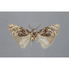 /filer/webapps/moths/media/images/I/infuscata_Meganola_HT_BMNH.jpg