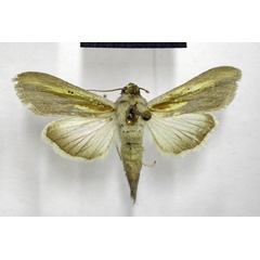 /filer/webapps/moths/media/images/P/pyrostrota_Cucullia_AM_TMSA.jpg