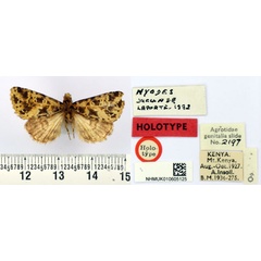 /filer/webapps/moths/media/images/J/jucunda_Nyodes_HT_BMNH.jpg