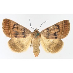 /filer/webapps/moths/media/images/O/ovaliplaga_Plecoptera_AF_TMSA_01.jpg