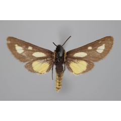 /filer/webapps/moths/media/images/N/naclioides_Cacosoma_HT_BMNH.jpg