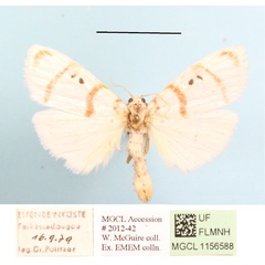 /filer/webapps/moths/media/images/D/delicata_Cyana_A_MGCL.JPG