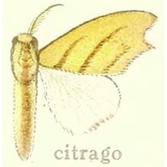 /filer/webapps/moths/media/images/C/citrago_Lomadonta_HT_Hering_28c.jpg