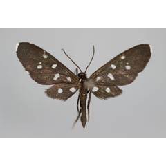 /filer/webapps/moths/media/images/L/longipes_Ceryx_A_BMNH.jpg
