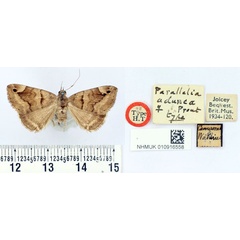 /filer/webapps/moths/media/images/A/adunca_Parallelia_HT_BMNH.jpg