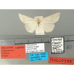 /filer/webapps/moths/media/images/M/murphyi_Argyrophora_HT_TMSA.jpg