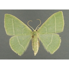 /filer/webapps/moths/media/images/C/clavicornis_Neromia_AF_TMSA.jpg