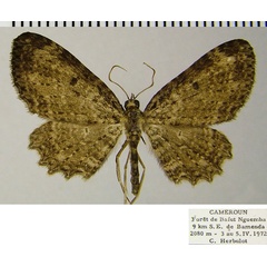/filer/webapps/moths/media/images/F/foraminata_Collix_AM_ZSMa.jpg