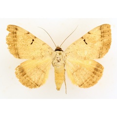 /filer/webapps/moths/media/images/A/africana_Hypopyra_AF_TMSA_02.jpg