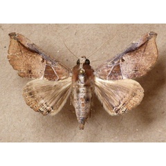 /filer/webapps/moths/media/images/P/pudens_Ogovia_A_Butler.jpg