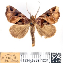 /filer/webapps/moths/media/images/T/talusina_Marcipa_AM_BMNH_02.jpg