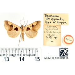/filer/webapps/moths/media/images/A/atripuncta_Baniana_AM_BMNH.jpg