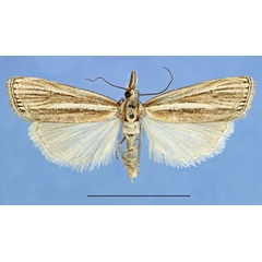 /filer/webapps/moths/media/images/G/gangraensis_Ancylogastra_PTM_SMNH.jpg