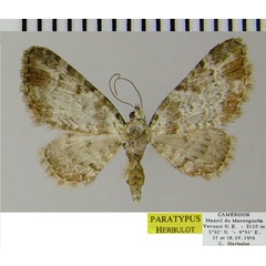 /filer/webapps/moths/media/images/S/sectilinea_Eupithecia_PTF_ZSM.jpg
