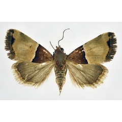 /filer/webapps/moths/media/images/H/hemileuca_Ozarba_A_NHMO.jpg