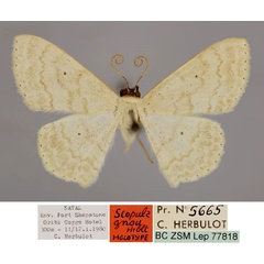 /filer/webapps/moths/media/images/G/gnou_Scopula_HT_ZSM_01.jpg