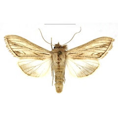 /filer/webapps/moths/media/images/M/melanoglossa_Cucullia_AF_RBINS.jpg