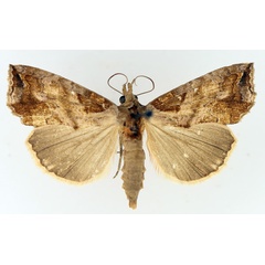 /filer/webapps/moths/media/images/A/achalcea_Plusiodonta_AF_TMSA_01.jpg
