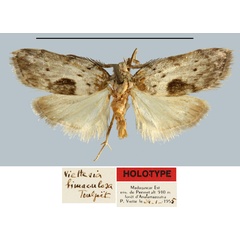 /filer/webapps/moths/media/images/B/bimaculosa_Viettesia_HT_MNHN.jpg
