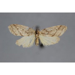 /filer/webapps/moths/media/images/B/bipunctoides_Parexelisia_A_BMNH.jpg