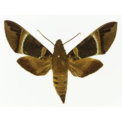 /filer/webapps/moths/media/images/O/oenopion_Nephele_AF_Basquin.jpg