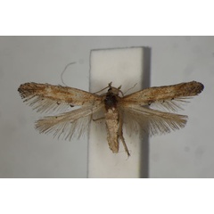 /filer/webapps/moths/media/images/P/praefumata_Ochromolopis_A_BMNH.jpg