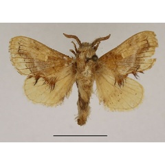 /filer/webapps/moths/media/images/M/meridionalis_Odontocheilopteryx_AM_Basquin_01.jpg