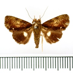/filer/webapps/moths/media/images/V/virescens_Aedia_AM_BMNH.jpg