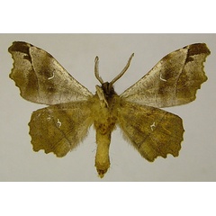/filer/webapps/moths/media/images/D/docta_Hyalornis_AM_ZSMb.jpg