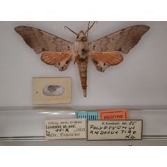 /filer/webapps/moths/media/images/T/tiro_Polyptychus_HT_RMCA_01.jpg
