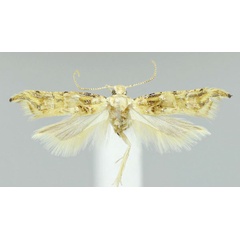 /filer/webapps/moths/media/images/A/argenteomaculata_Falcipenne_HT_NHMUK.jpg