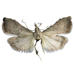 /filer/webapps/moths/media/images/B/butleri_Ptychopseustis_HT_BMNH.jpg
