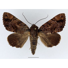 /filer/webapps/moths/media/images/M/melanis_Pseudoarcte_AF_Basquin.jpg