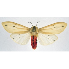 /filer/webapps/moths/media/images/L/leucanioides_Creatonotos_AF_NHMO.jpg