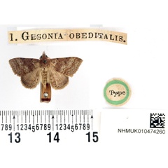 /filer/webapps/moths/media/images/O/obeditalis_Gesonia_HT_BMNH.jpg