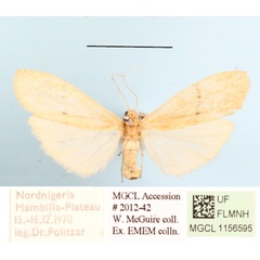 /filer/webapps/moths/media/images/P/punctilineata_Aroterosia_A_MGCLa_01.JPG