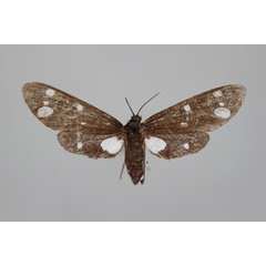/filer/webapps/moths/media/images/S/stephania_Tritonaclia_LT_BMNH.jpg