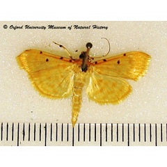 /filer/webapps/moths/media/images/O/obrinusalis_Notarcha_A_OUMNHa_01.jpg